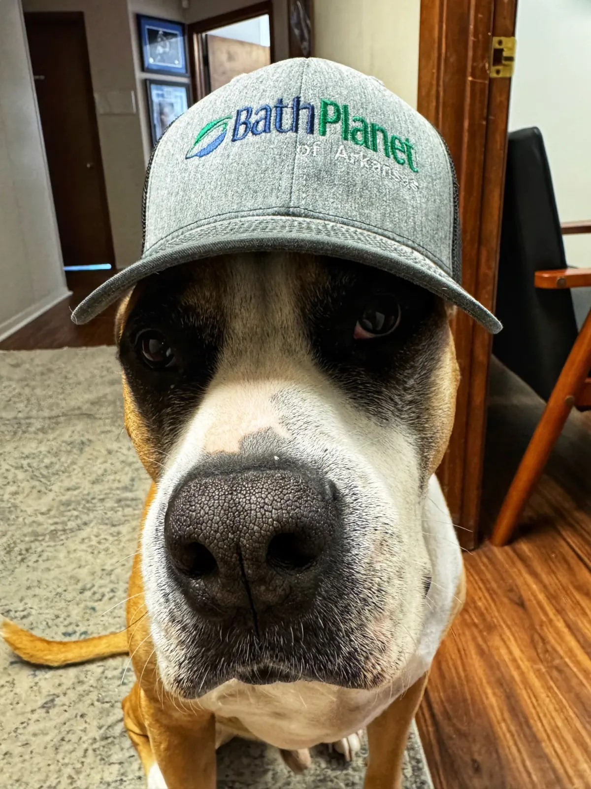 Dog wearing Bath Planet cap